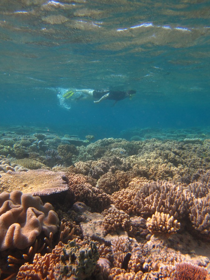 My trip to the Great Barrier Reef